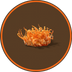 Cordyceps